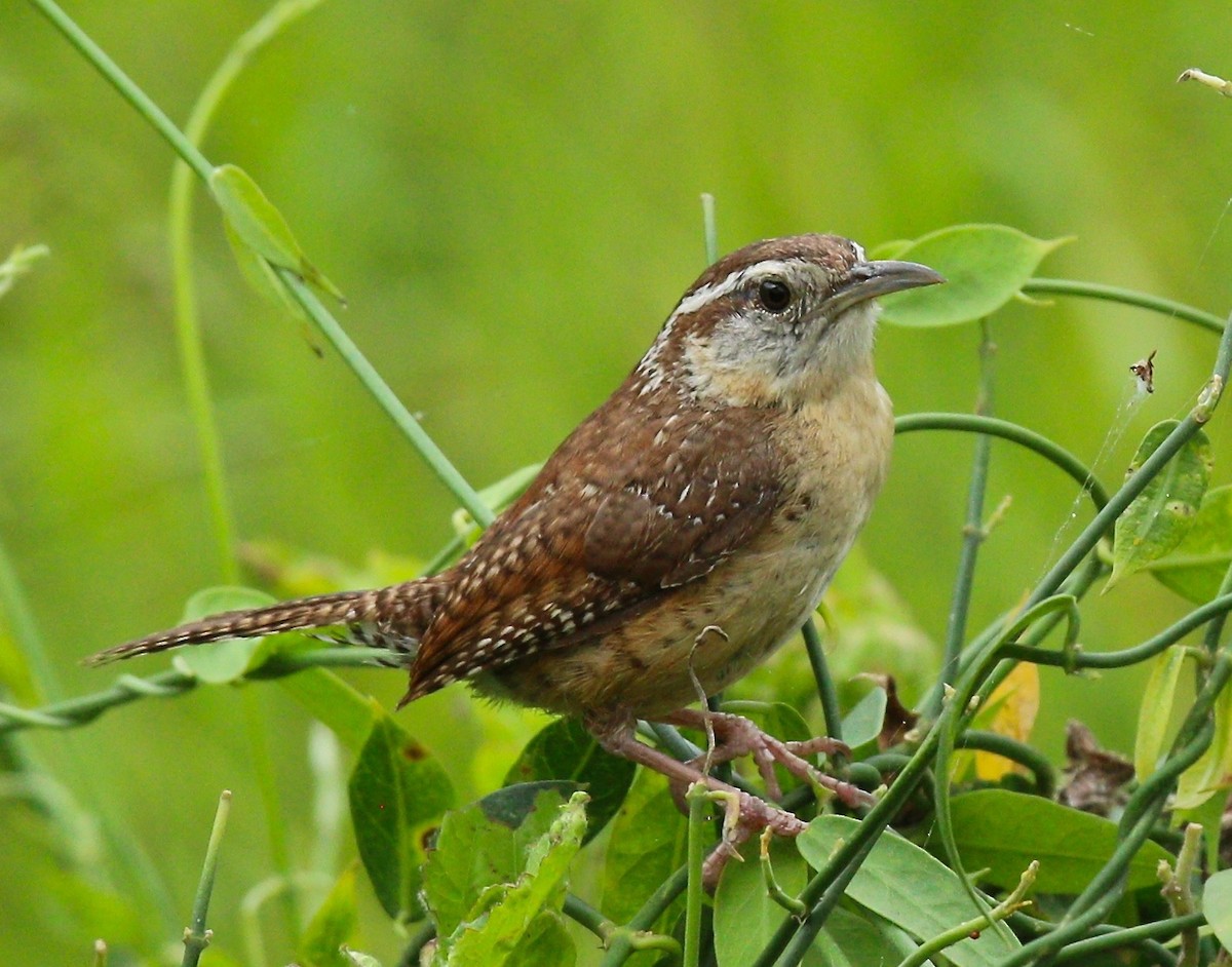 Carolina Wren - Dave Czaplak
