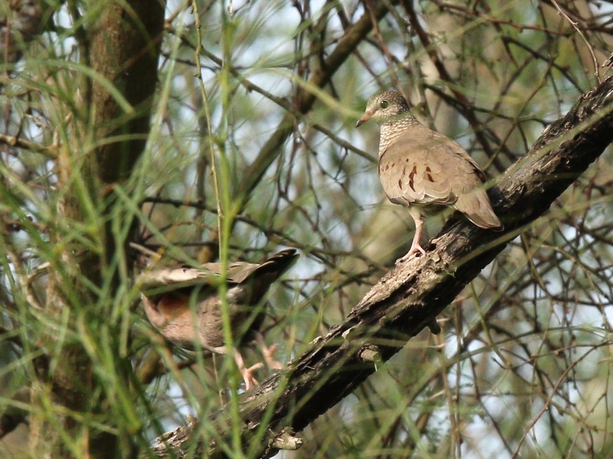 Common Ground Dove - Dave Czaplak