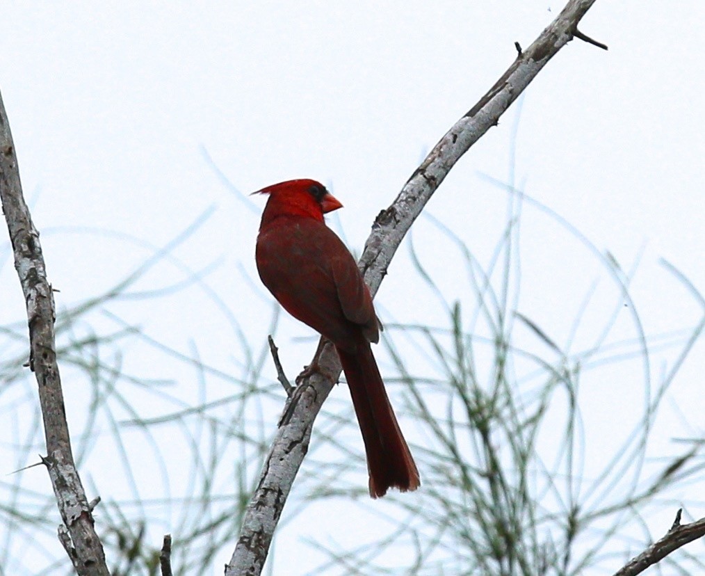 Cardinal rouge - ML34379481