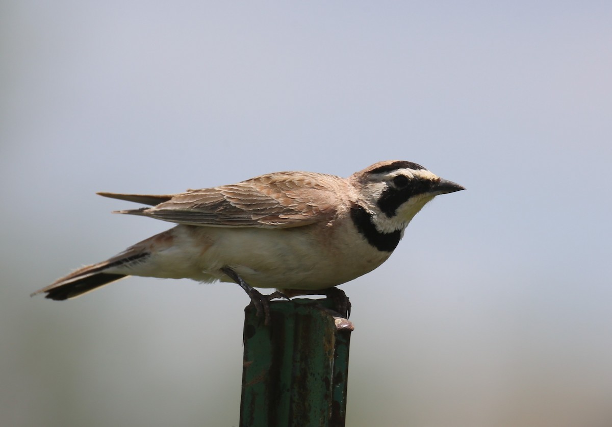 Horned Lark - ML343795151