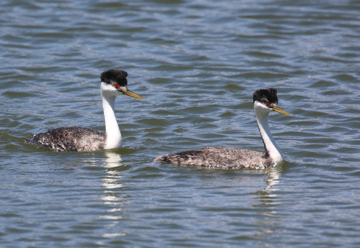 Western Grebe - Dale Adams