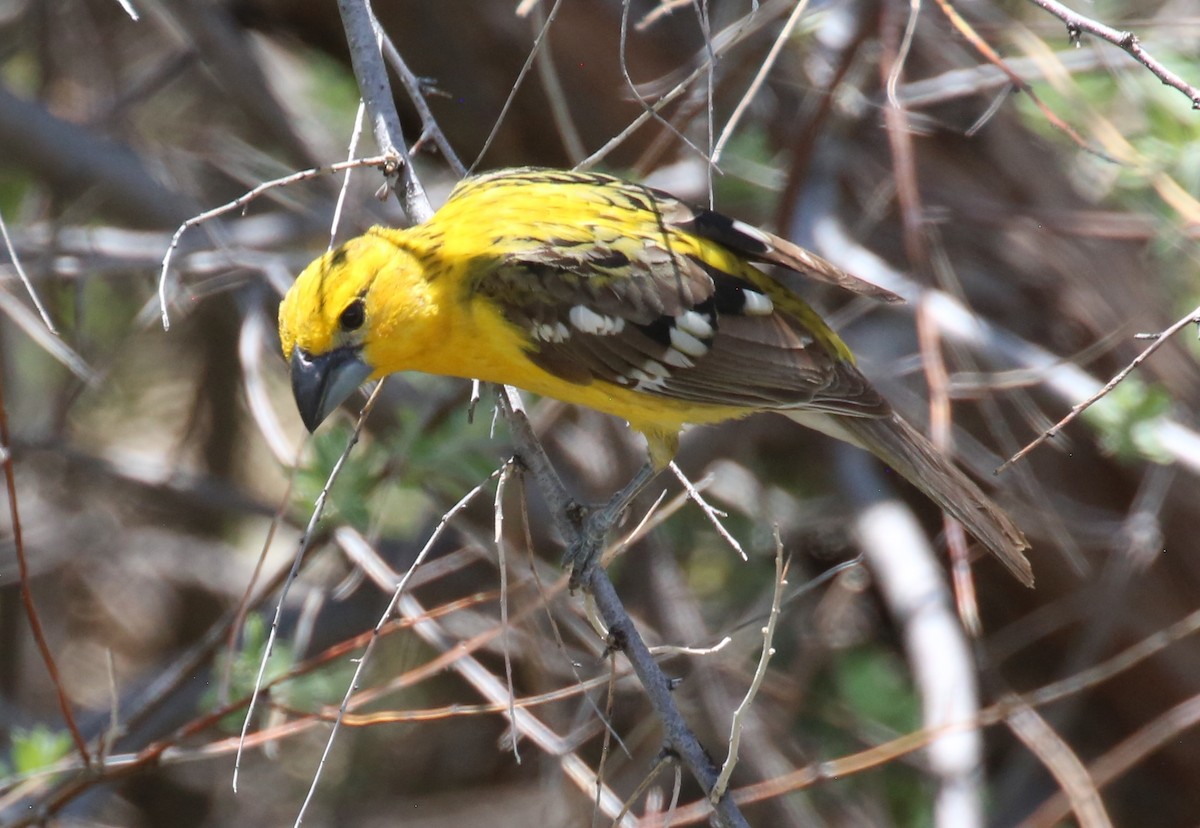 Cardinal jaune - ML343796461