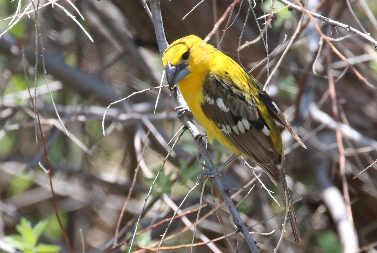 Yellow Grosbeak - Dale Adams