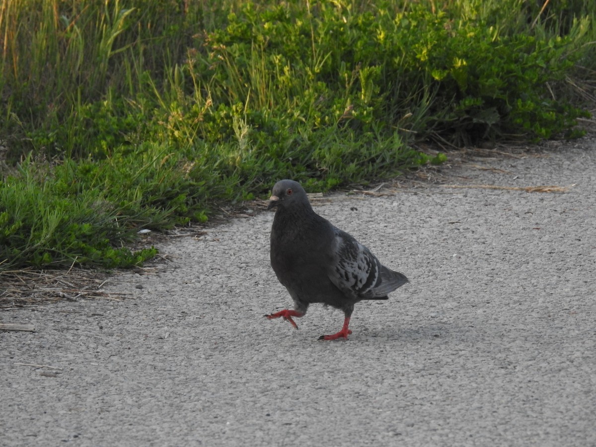 Rock Pigeon (Feral Pigeon) - ML343796861