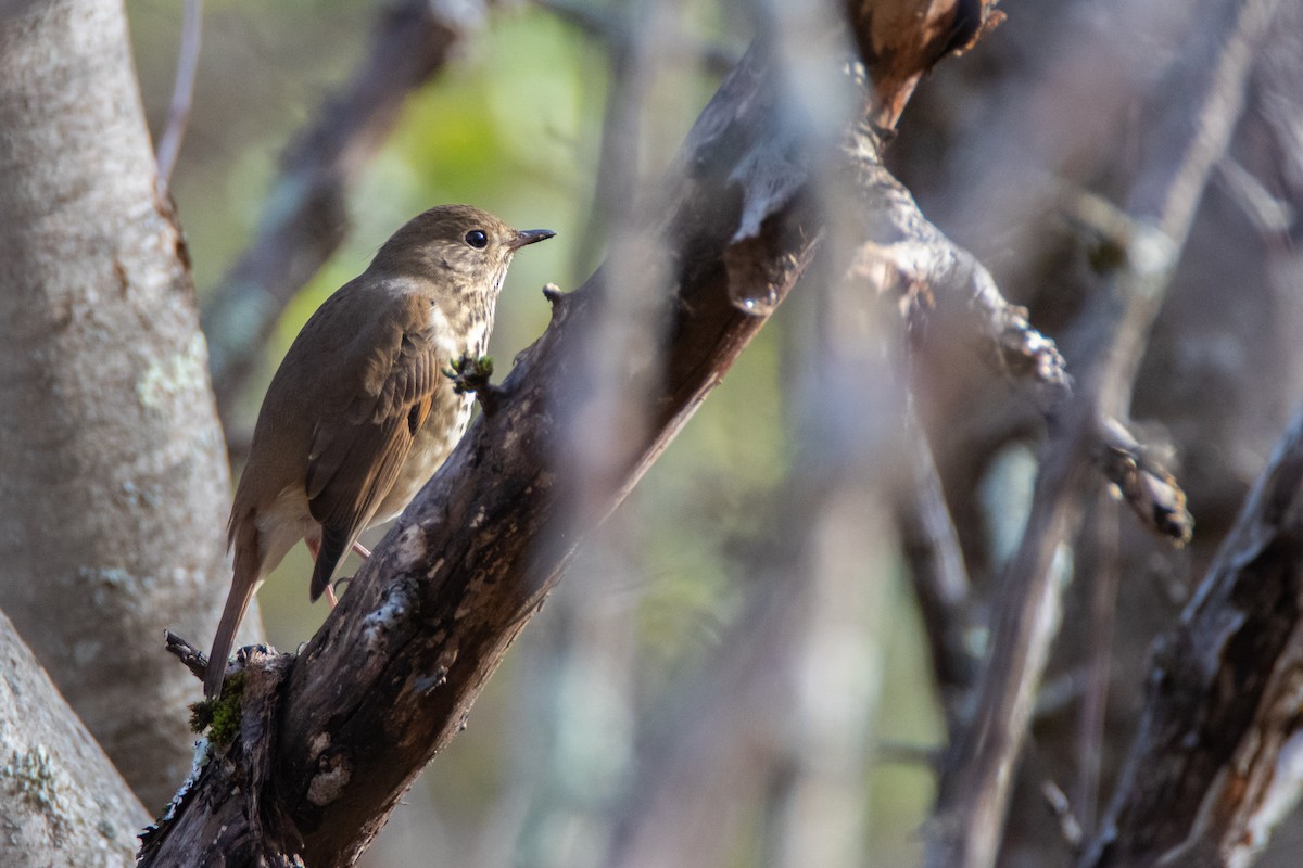 Hermit Thrush - ML343797261