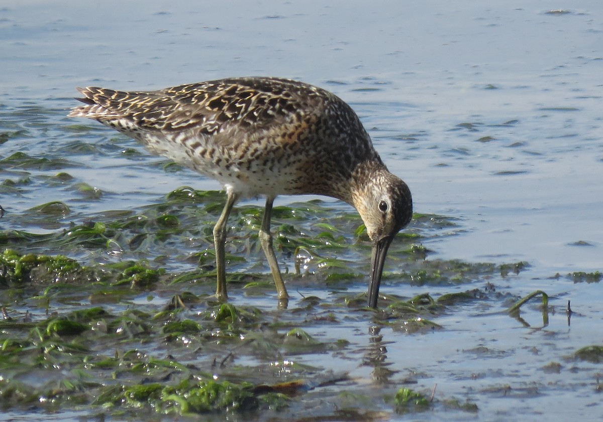 Long-billed Dowitcher - Kathryn Clouston