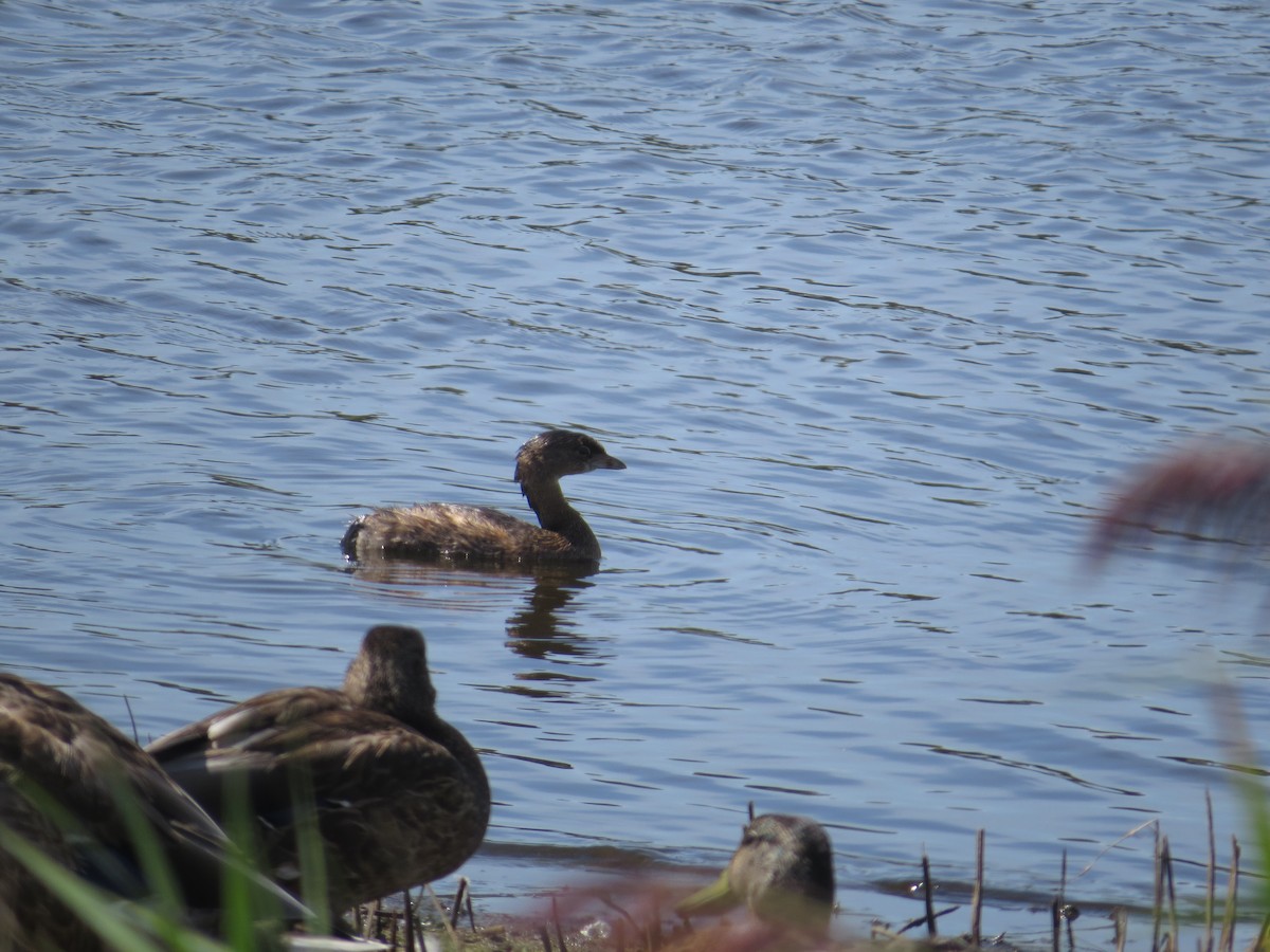 Pied-billed Grebe - ML34379801