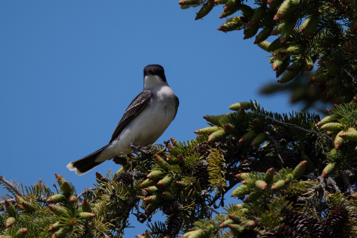 Eastern Kingbird - ML343798401