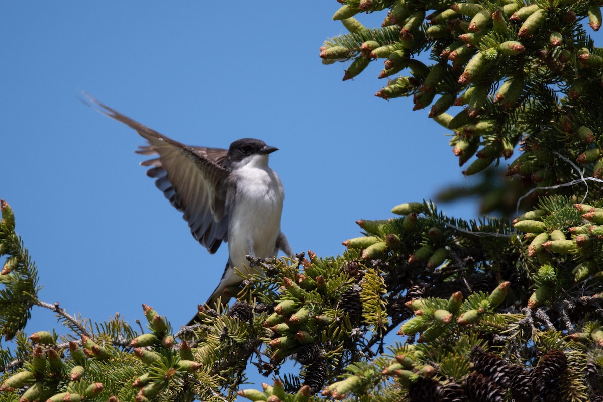 Eastern Kingbird - ML343798411