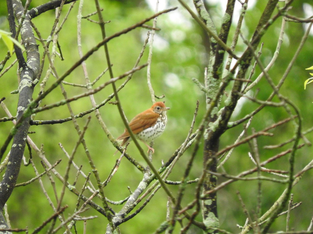 Wood Thrush - ML343800291