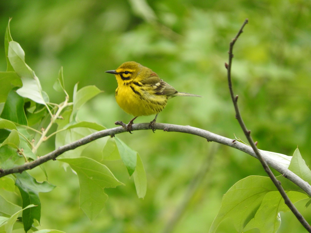 Prairie Warbler - ML343801371