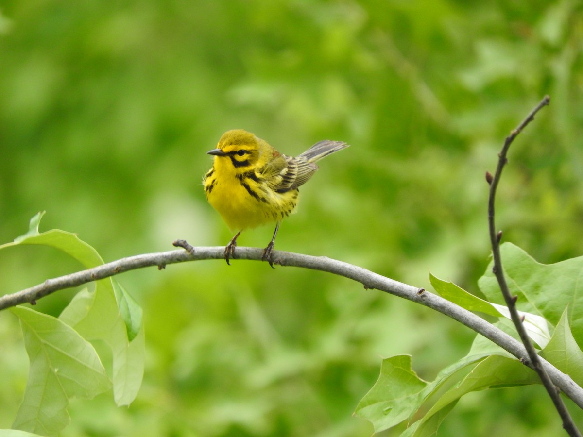 Prairie Warbler - ML343801451