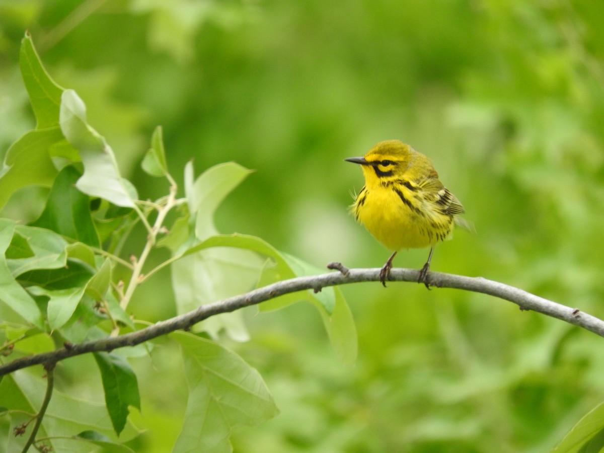 Prairie Warbler - Aidan Coohill