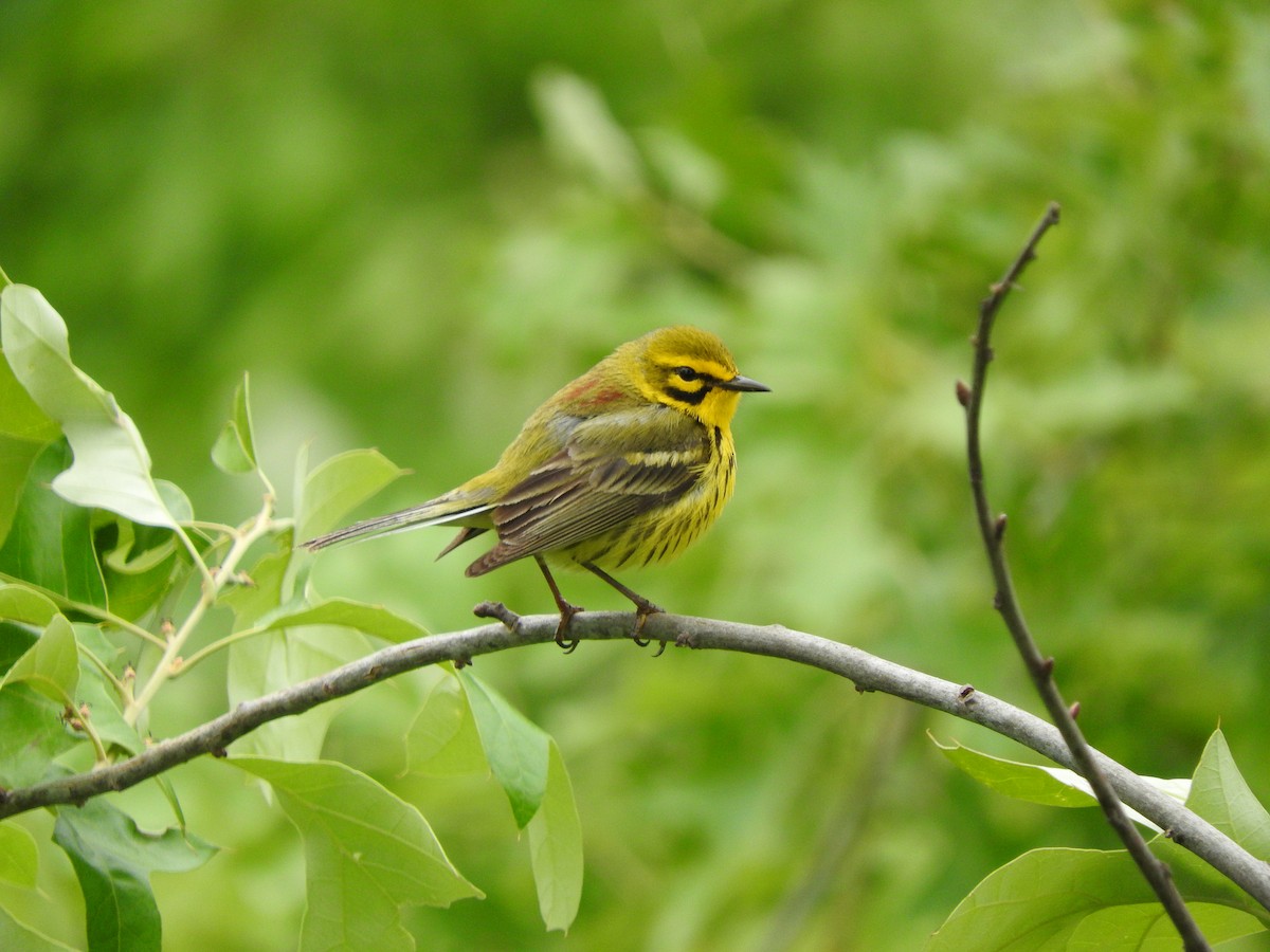 Prairie Warbler - ML343801631