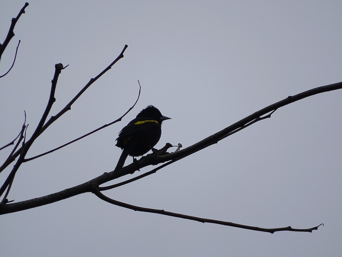 Golden-winged Cacique - ML343803841