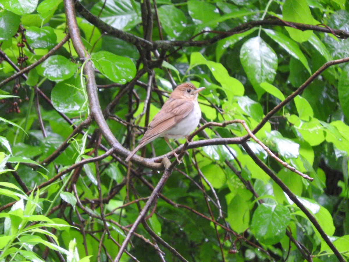 Veery - ML343804411