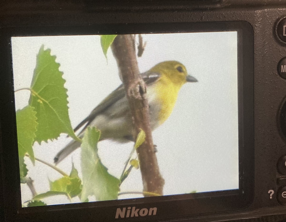 Yellow-throated Vireo - ML343804611