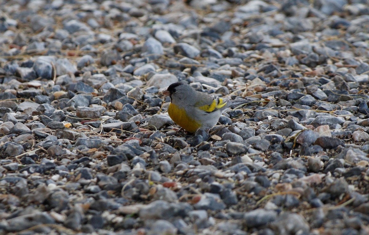 eBird Checklist 29 May 2021 Artesia Pahrump, Nv. (Nye County) 5