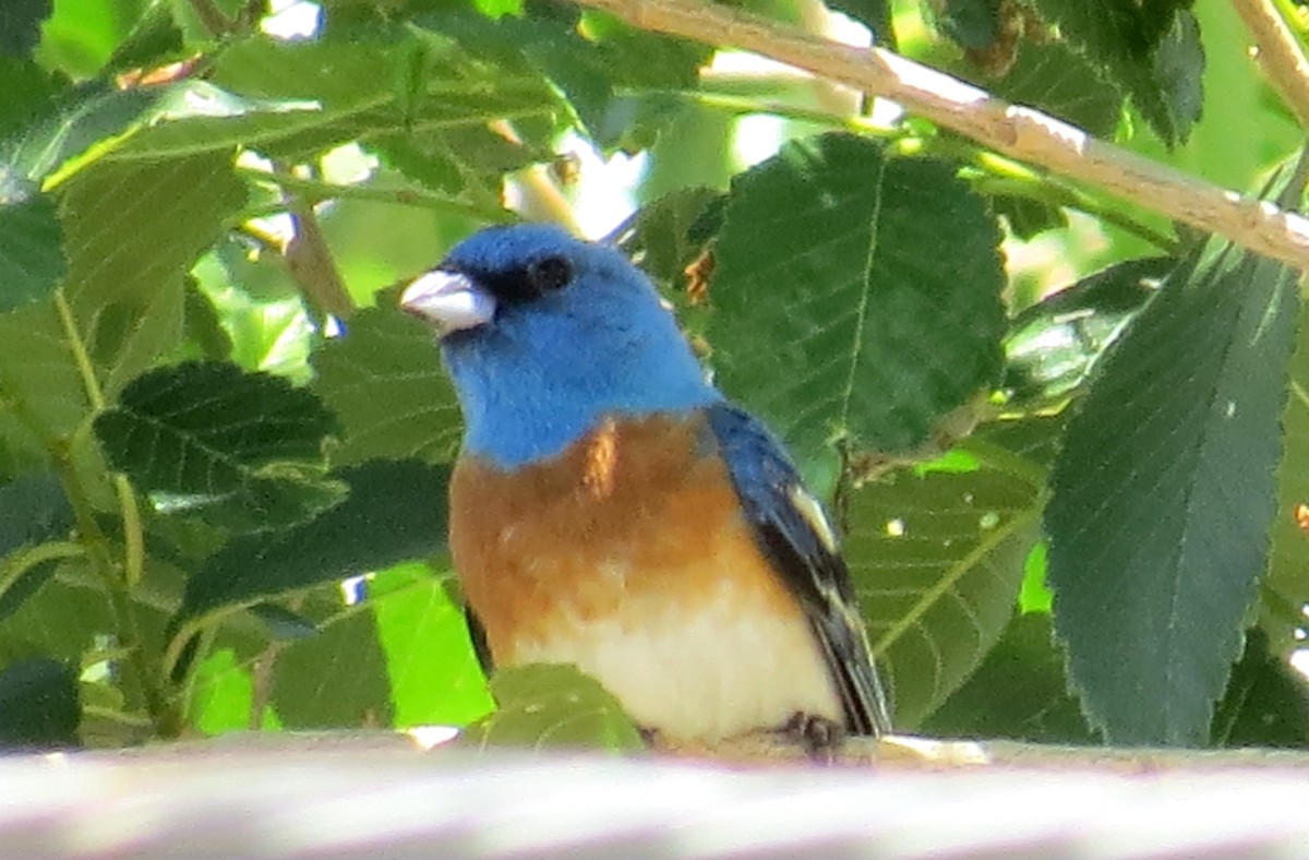 Lazuli Bunting - ML343804911