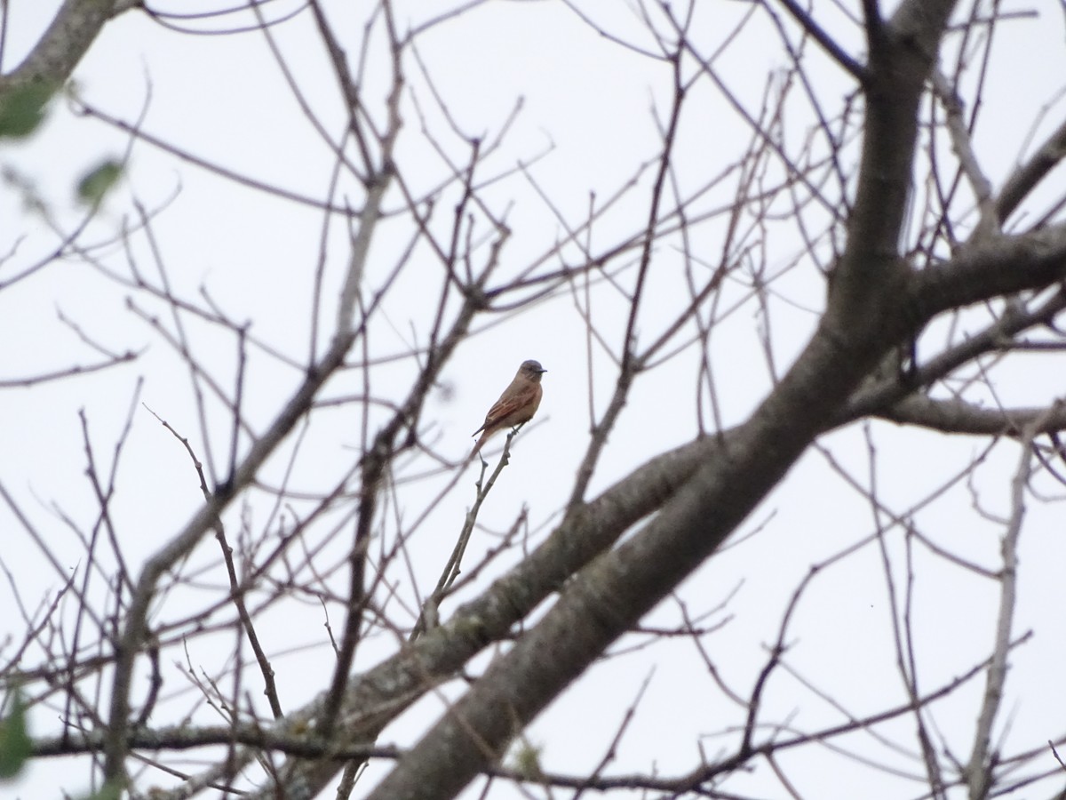 Cliff Flycatcher - ML343805111