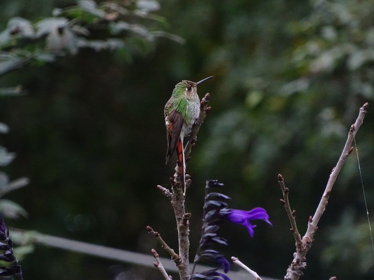 Red-tailed Comet - ML343805291