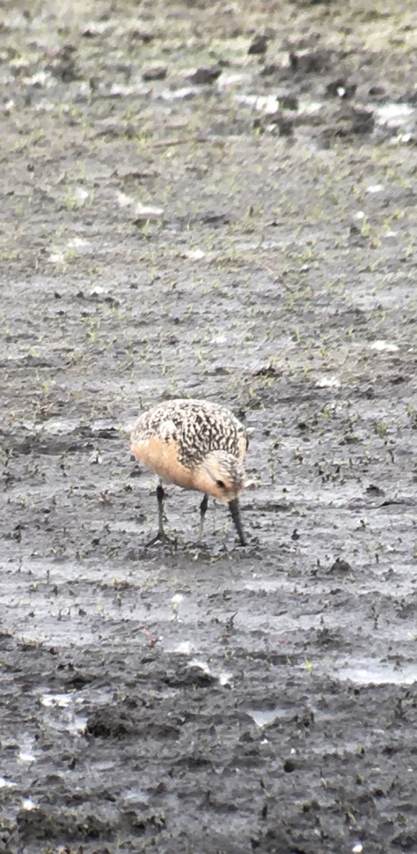 Red Knot - ML343805531