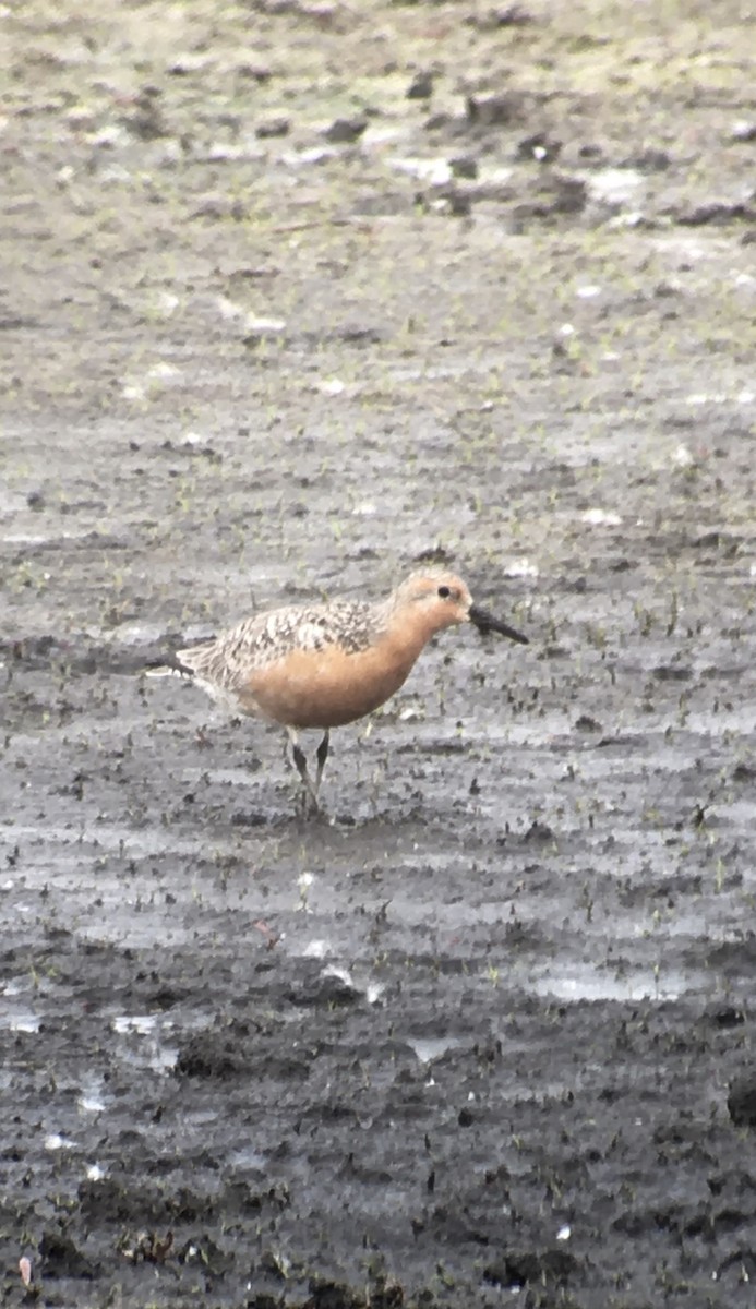 Red Knot - ML343805541