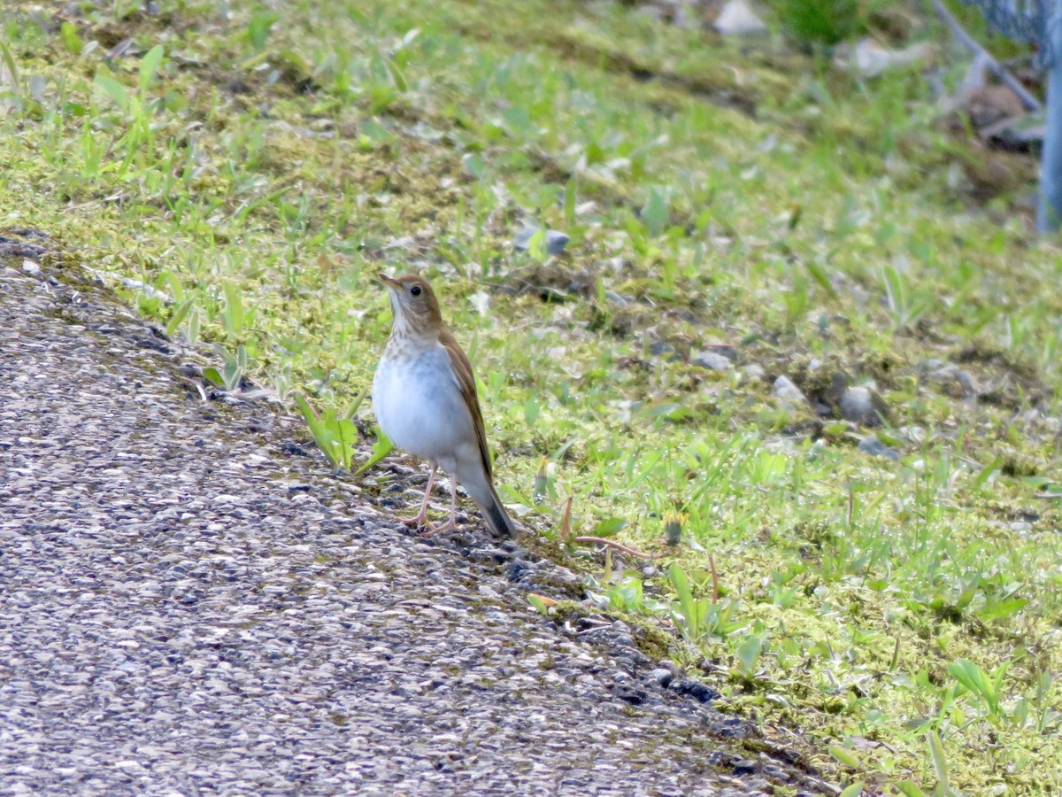 Veery - ML343805891