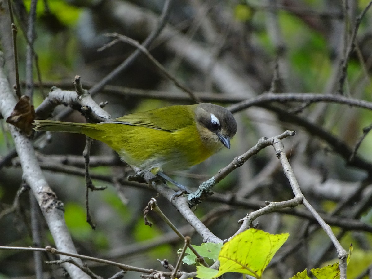 Common Chlorospingus - ML343805901