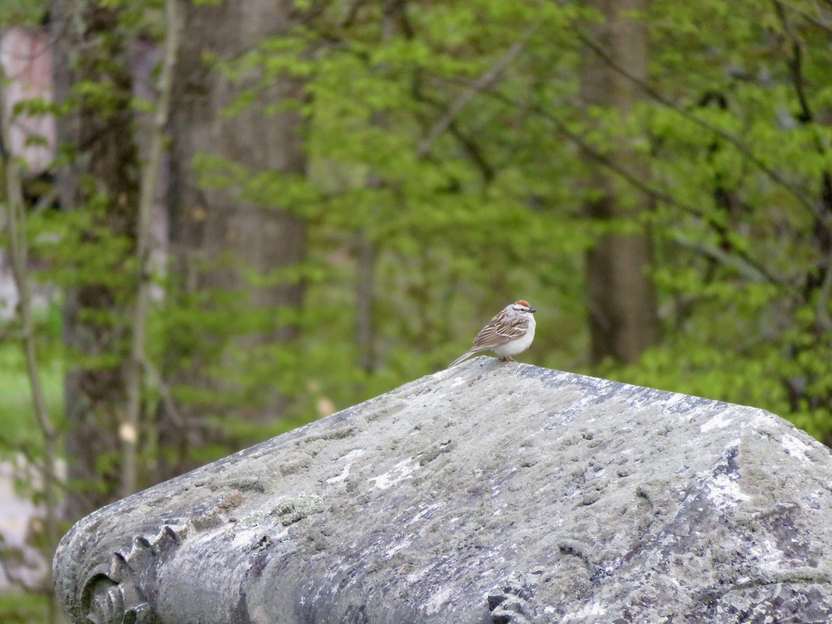 Chipping Sparrow - ML343805971