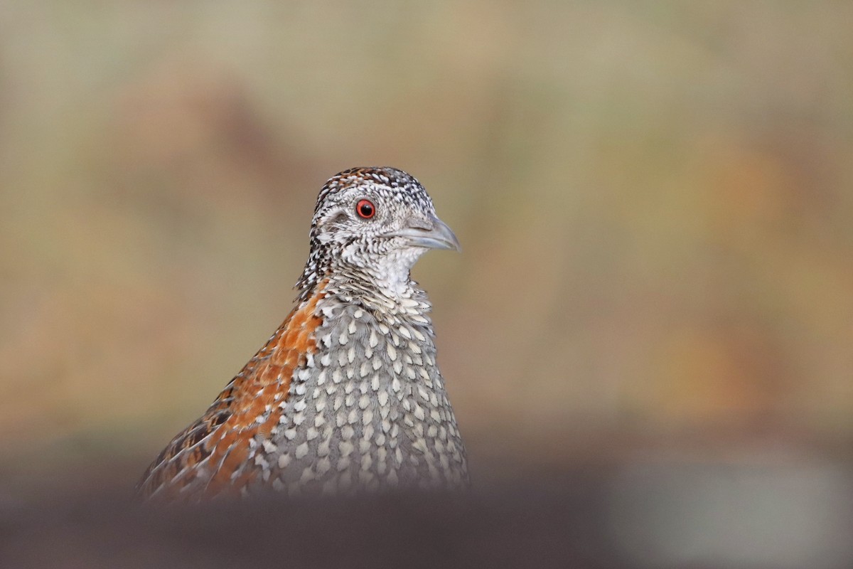 Painted Buttonquail - ML343807621