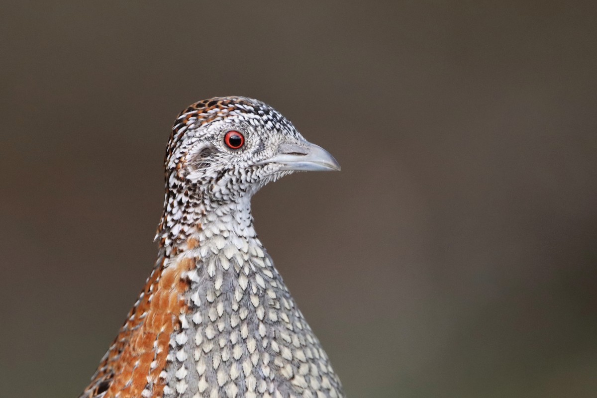 Painted Buttonquail - ML343807631