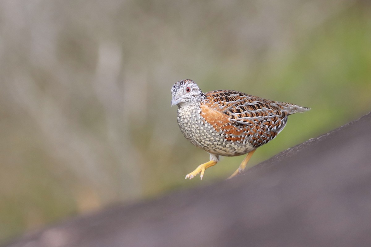 Painted Buttonquail - ML343807651
