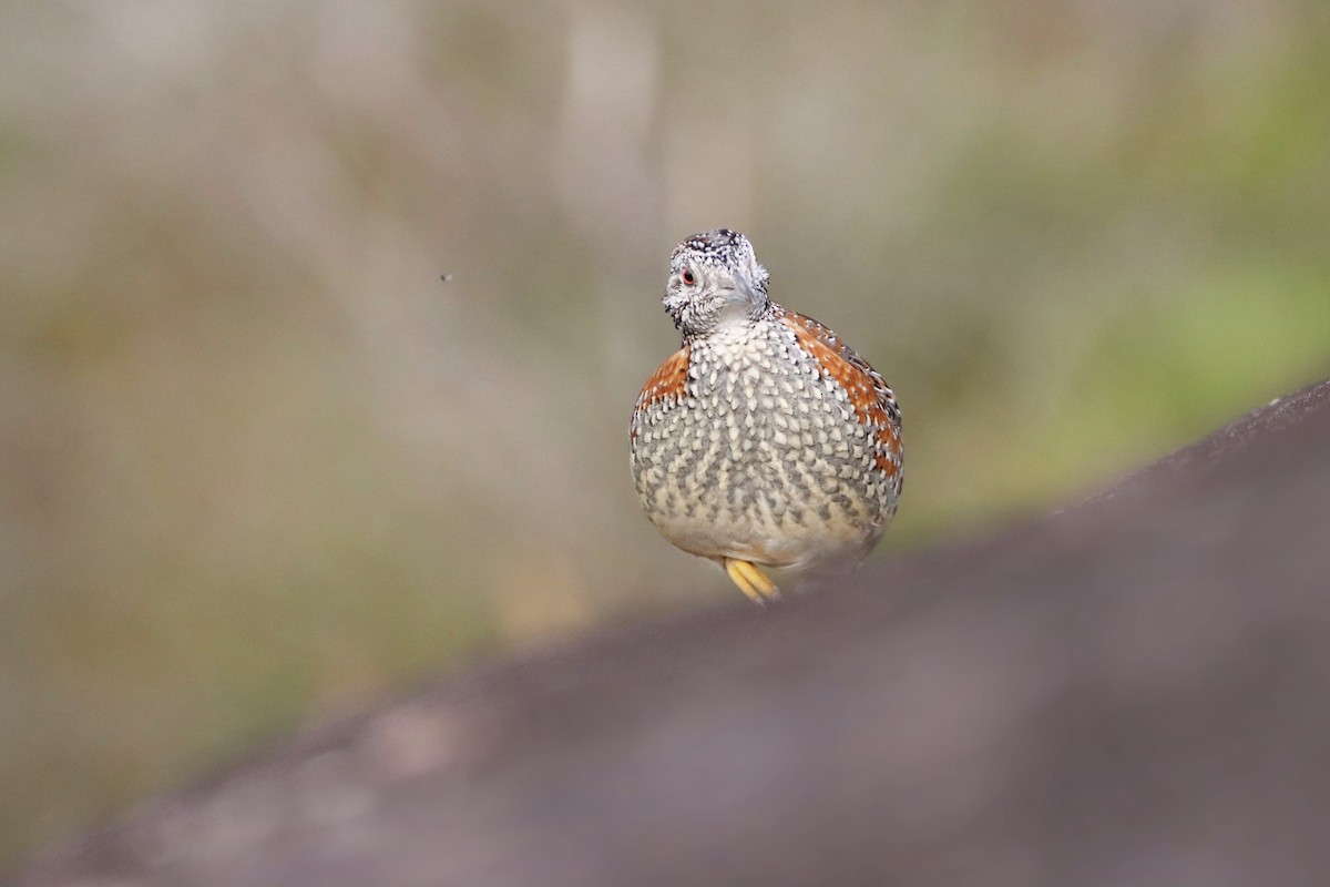 Painted Buttonquail - ML343807661