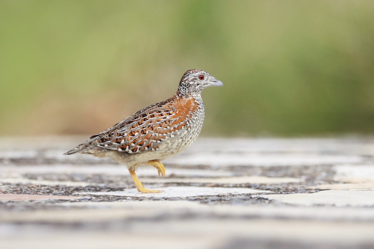 Painted Buttonquail - Indra Bone