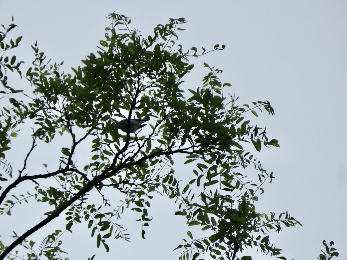 Cerulean Warbler - ML343807721