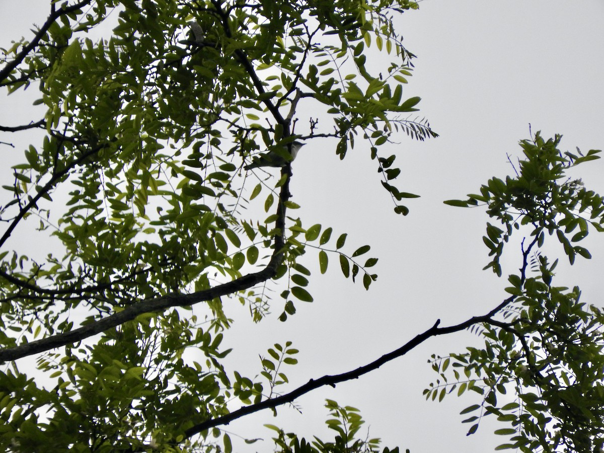 Cerulean Warbler - Aidan Coohill