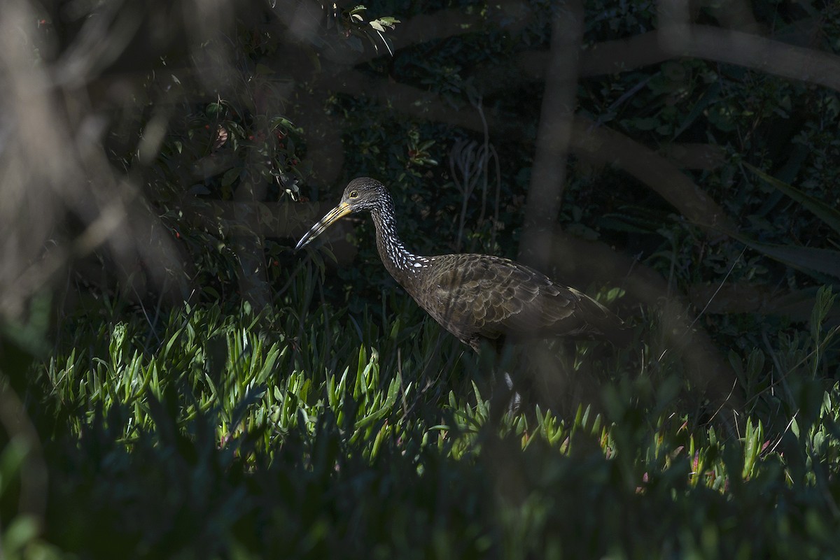 Limpkin - ML34380801