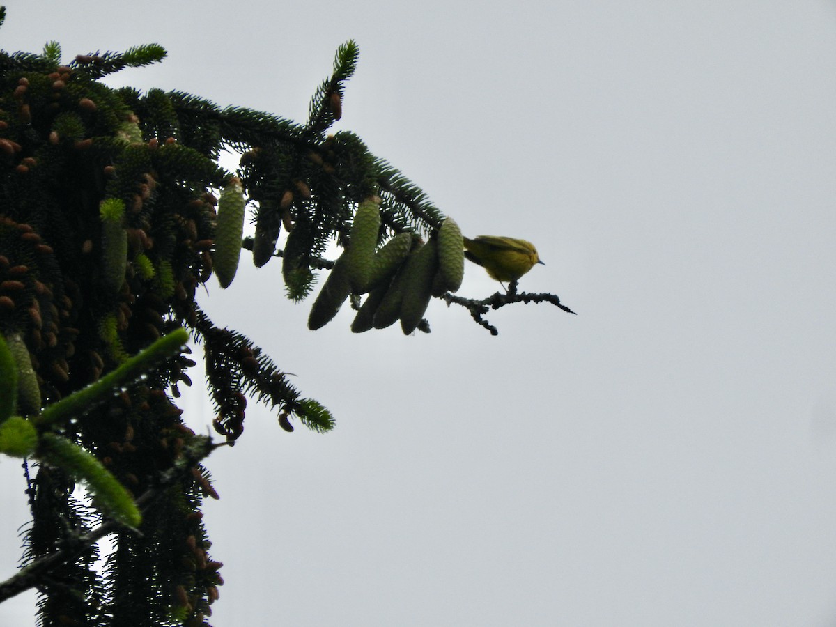 Northern Yellow Warbler - ML343808201