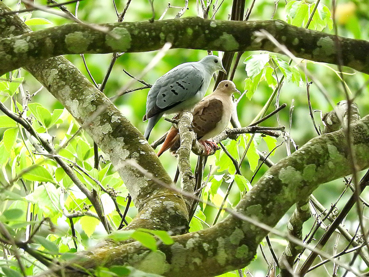 Blue Ground Dove - ML343809351