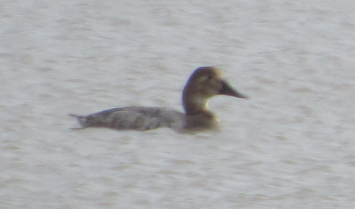 Canvasback - Moed Gerveni