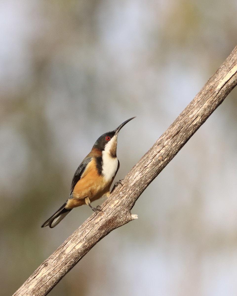 Eastern Spinebill - ML343809571