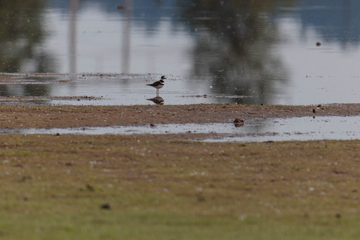 Killdeer - Jefferson Ashby