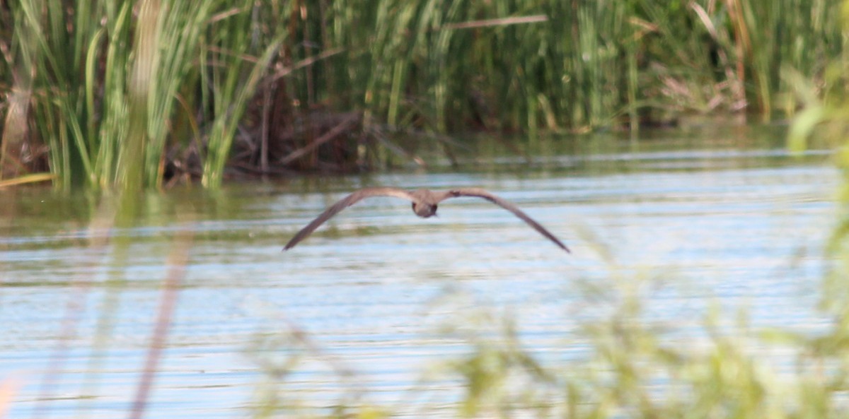 Brown Noddy - ML34381041