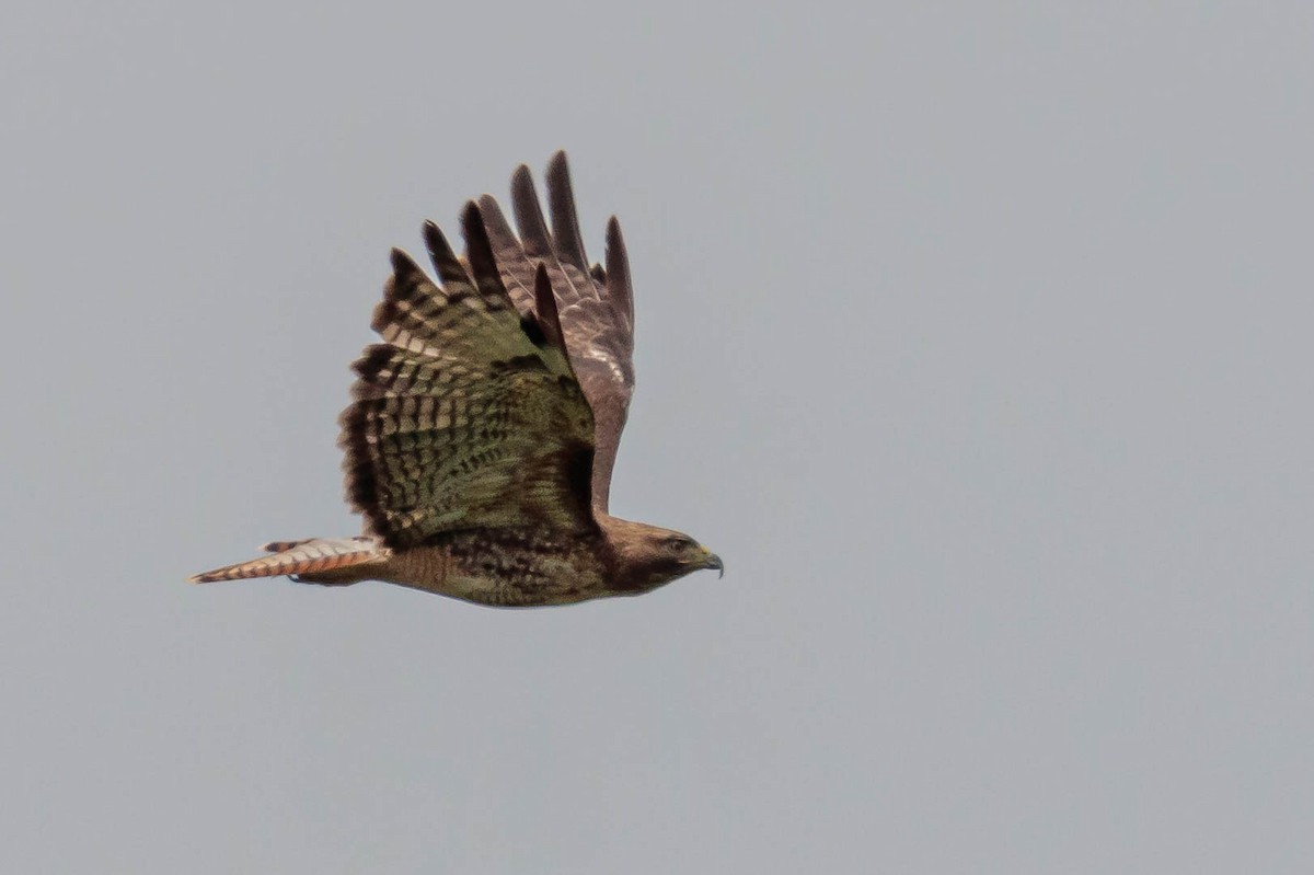 Red-tailed Hawk - ML343810731