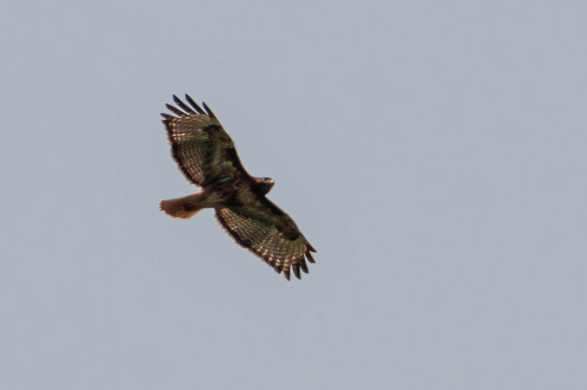 Red-tailed Hawk - ML343810741