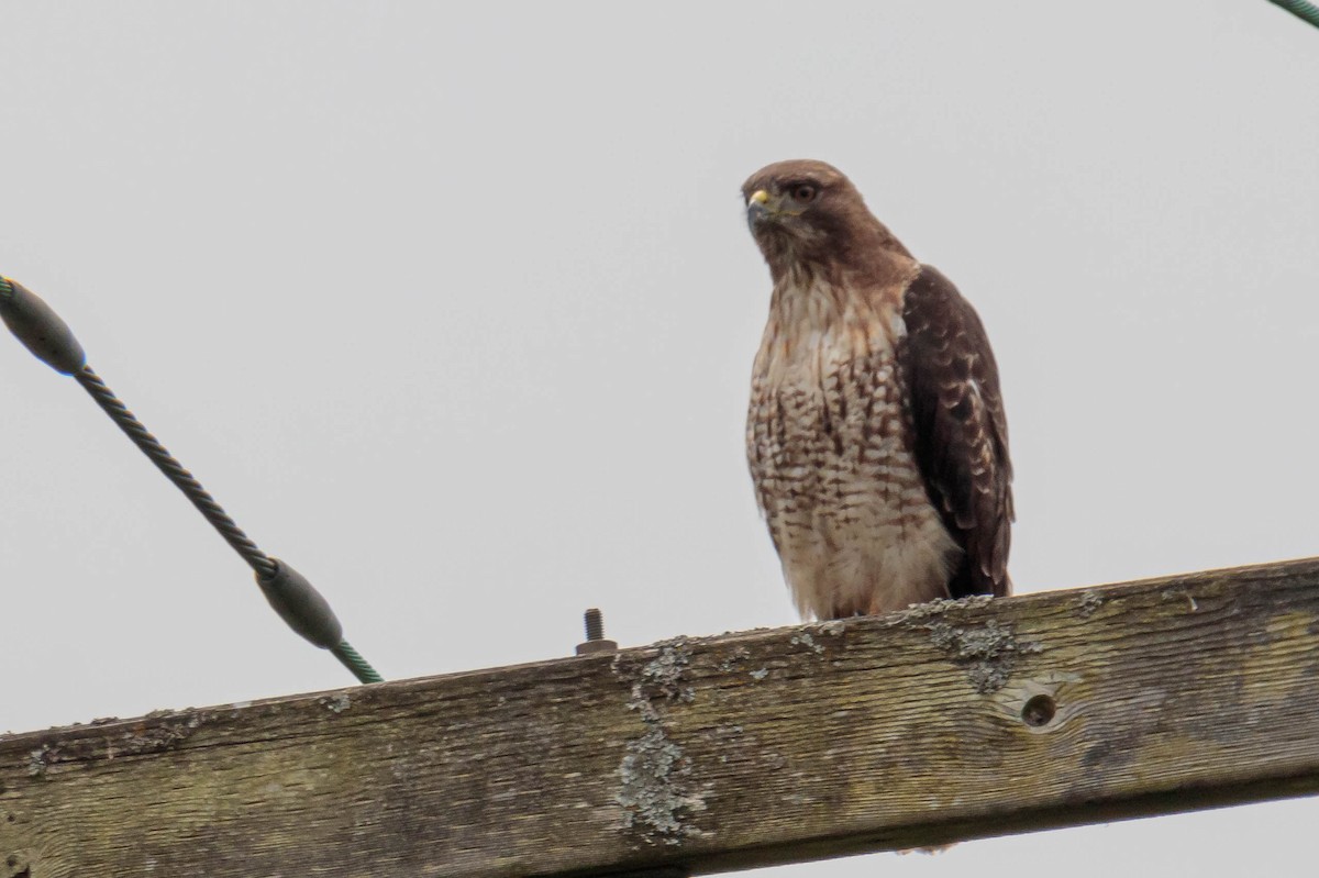 Red-tailed Hawk - ML343810751