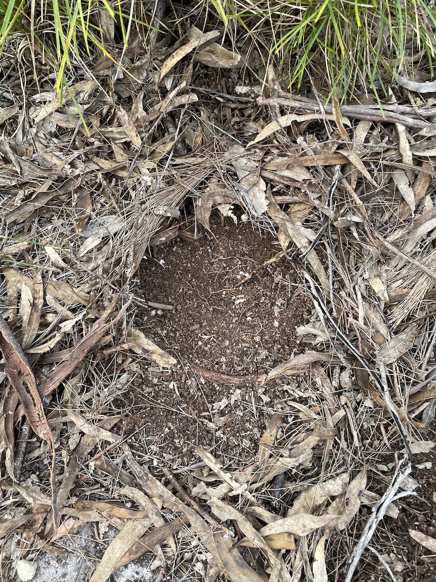 Painted Buttonquail - ML343810821