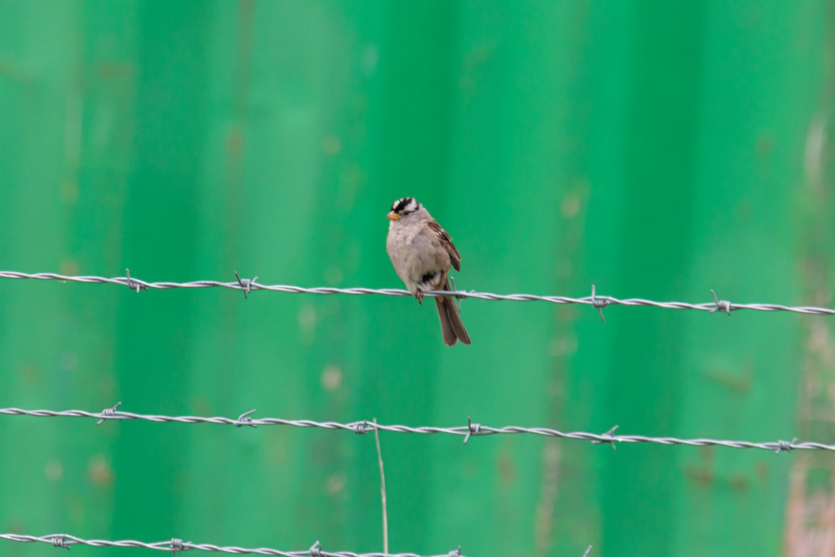 White-crowned Sparrow - ML343812191