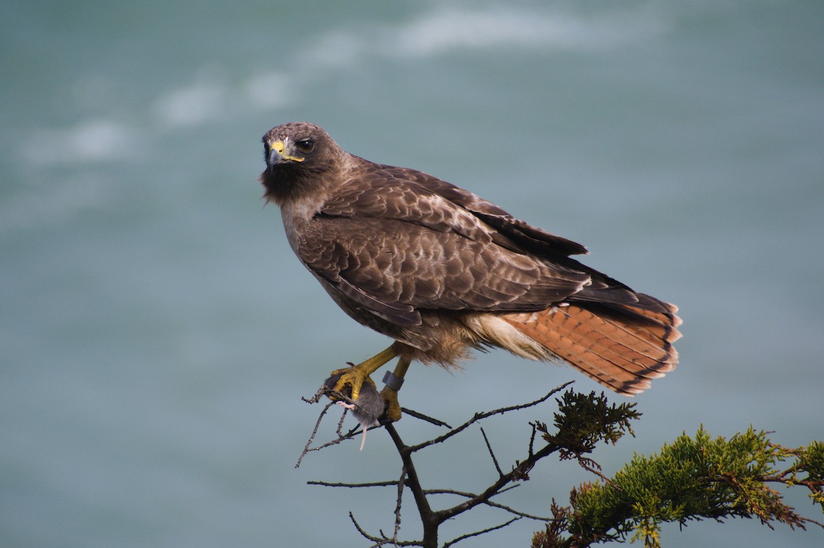 Red-tailed Hawk - ML343813651